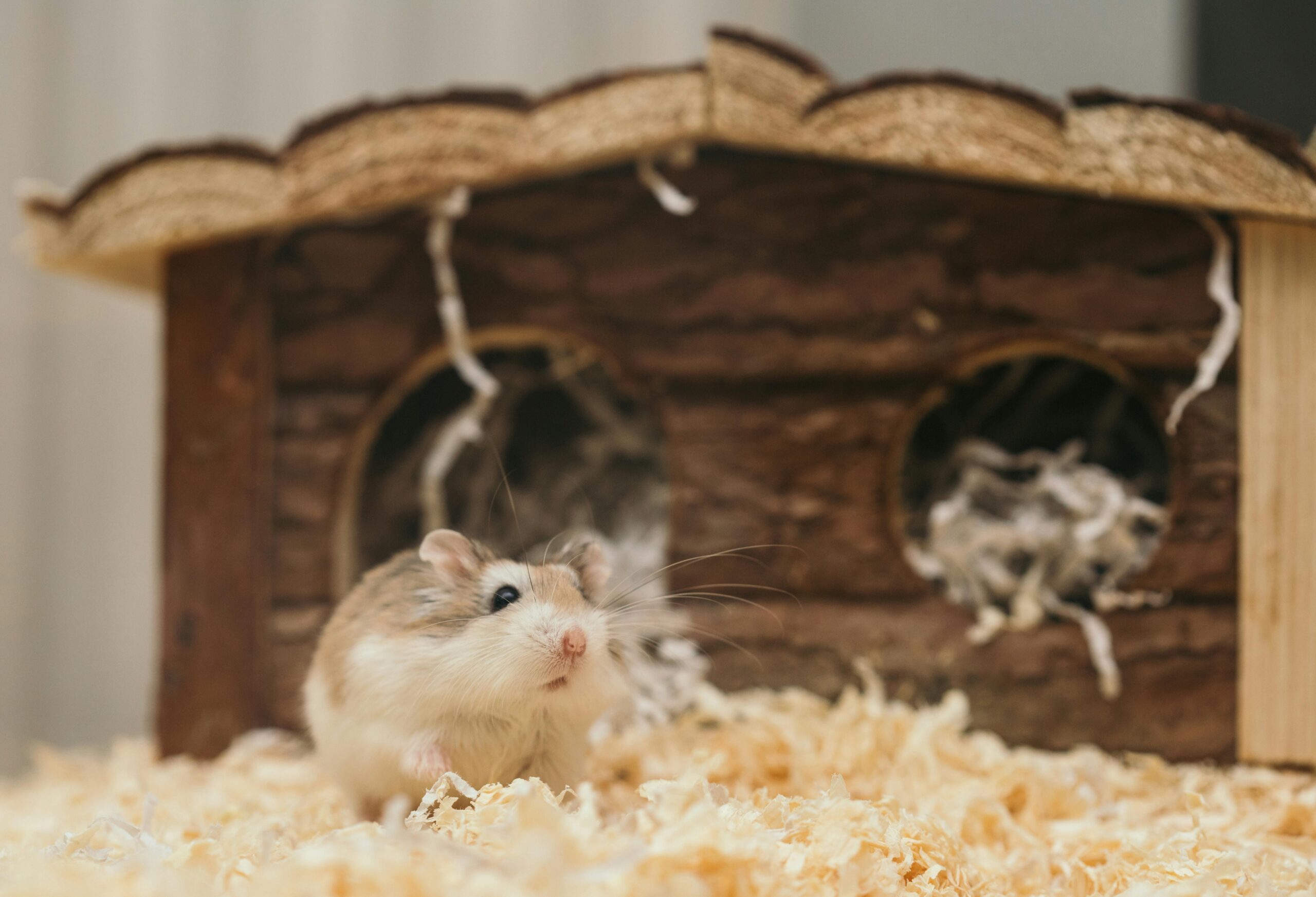 10 Essential Tips for Happy and Healthy Hamster Care