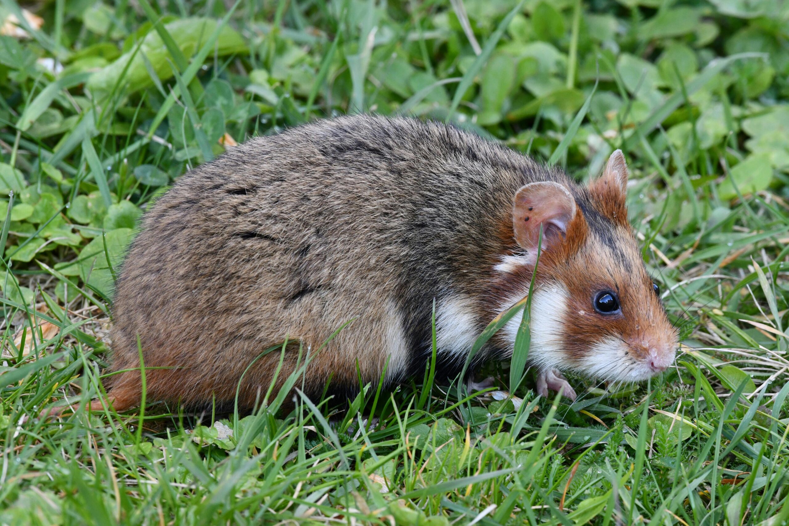 Erkenne 5 wesentliche Hamsterkrankheiten: Symptome und Lösungen