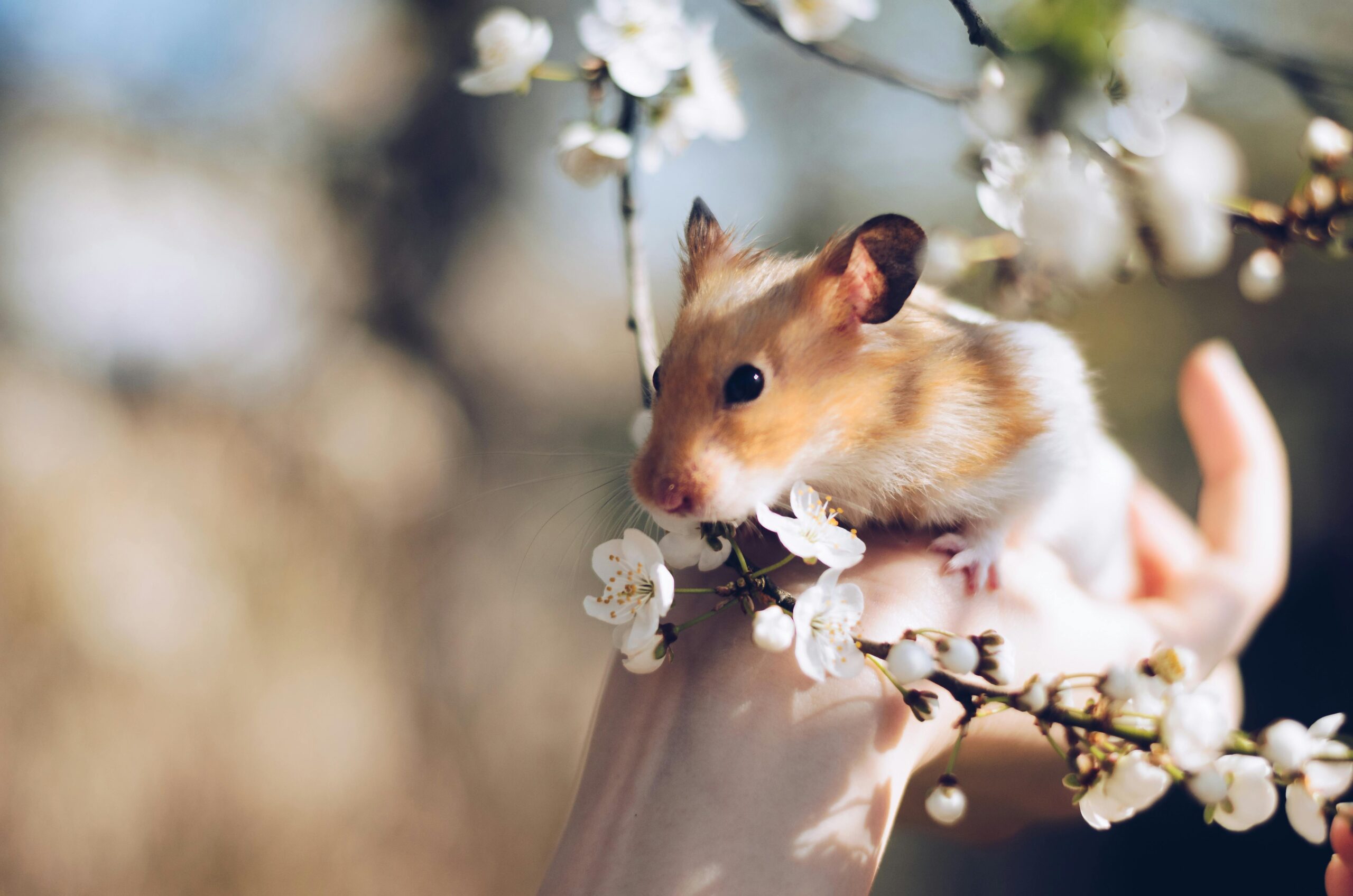 Entdecke die 10 süßesten Hamster Bilder für Tierliebhaber