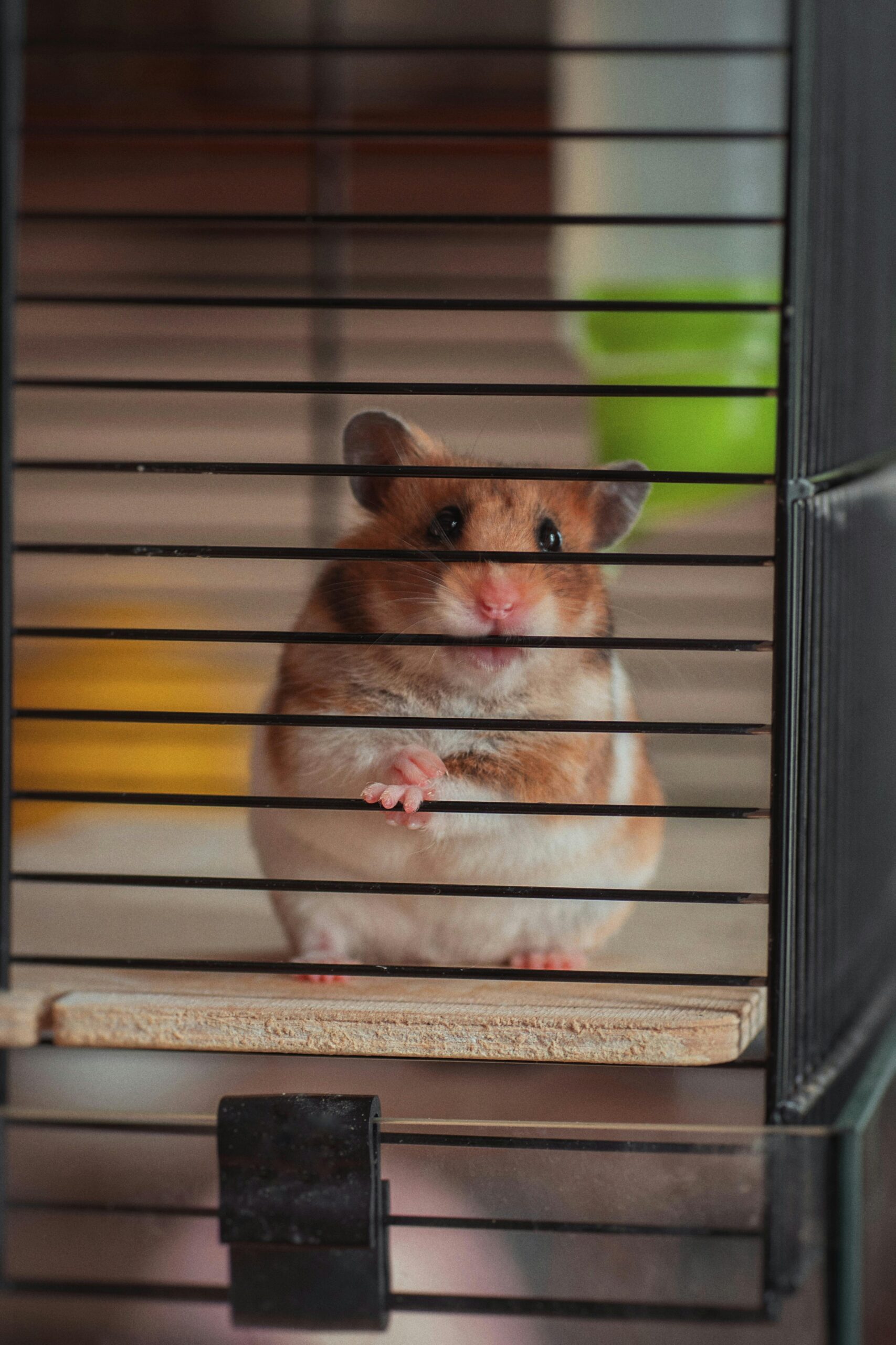 Hamster für Anfänger: Ultimate Tipps für das perfekte Zuhause