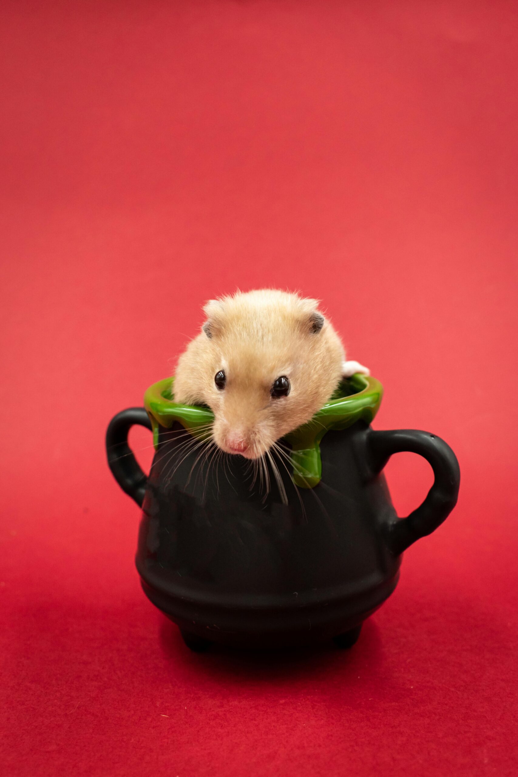 Optimize Your Hamster’s Playtime: 7 Essential Tips for Fun